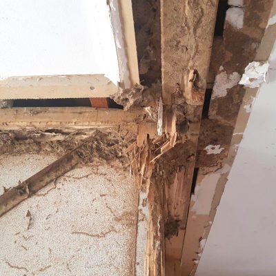 Termite Timber Damage