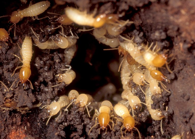 Termite Inspections are key